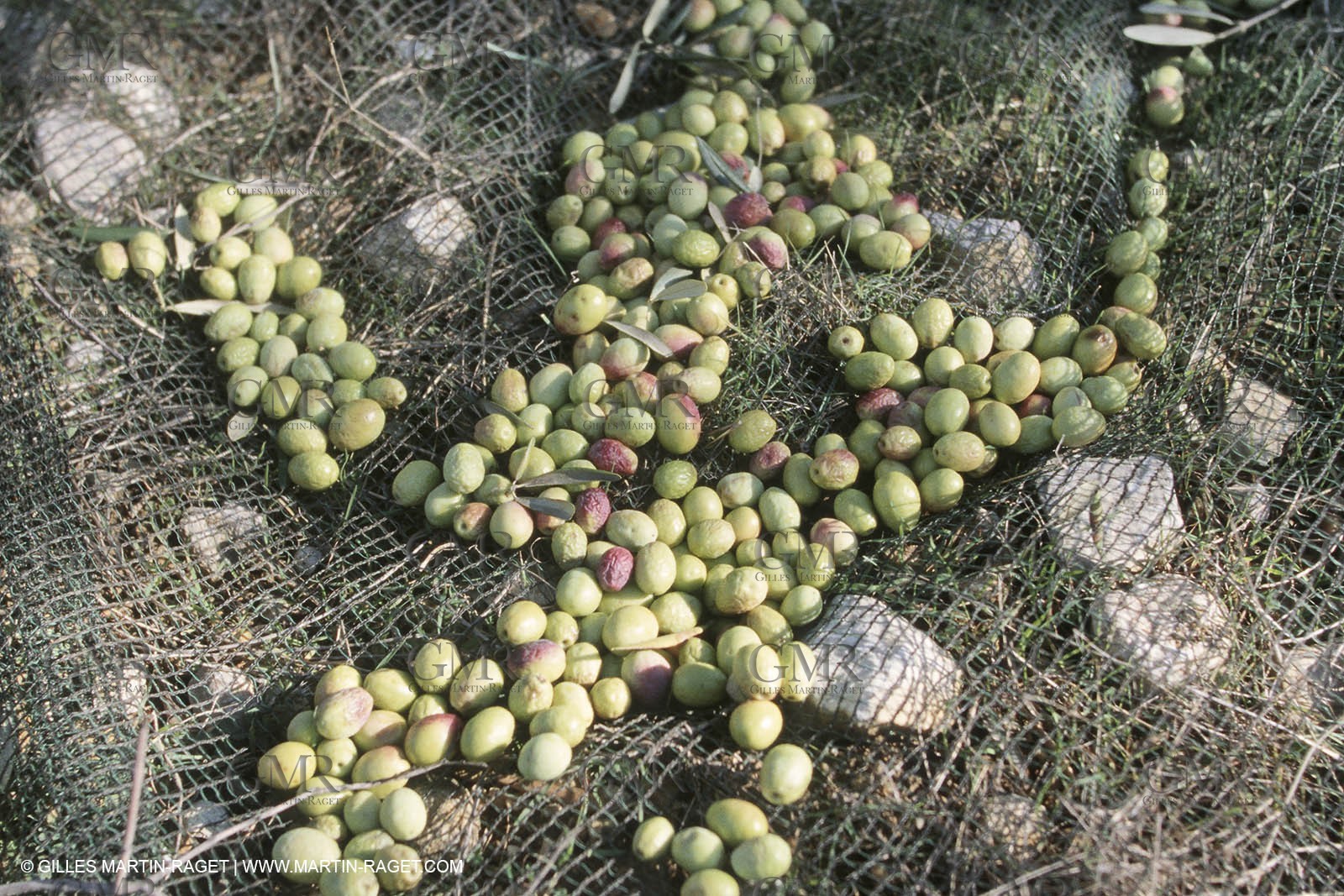 Baux de Provence valley olive tree fields, olives, olive oils