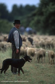 Saint Rémy de Provence (FRA,13) - Fête de la Transhumance