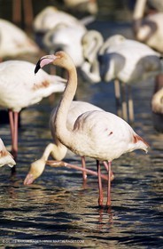 Camargue (FRA,13) - Flamants roses en Camargue