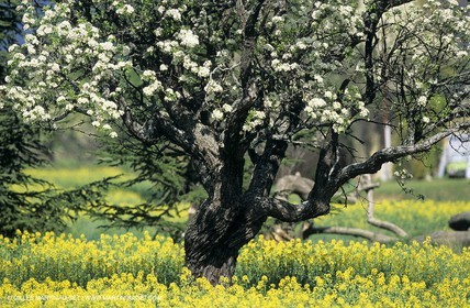 Alpilles (FRA,13), Rape fields