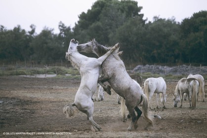 France, Provence, Camargue, chevaux   Horses