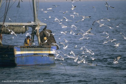 France, Provence, Pêche , Barques, pointus, pêche locale