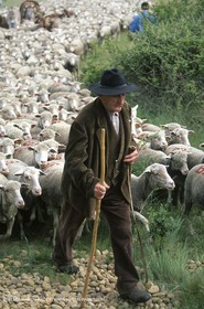 Saint Rémy de Provence (FRA,13) - Fête de la Transhumance