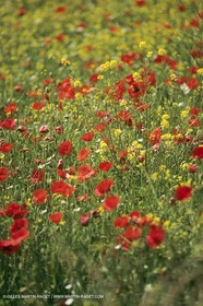 France, Provence, Champs de Coquelicots   Poppies fields