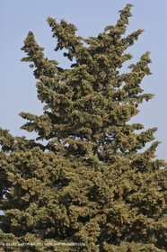 16 02 2008 - Saint Rémy de Provence (FRA, 13) - Alpilles hills landscapes