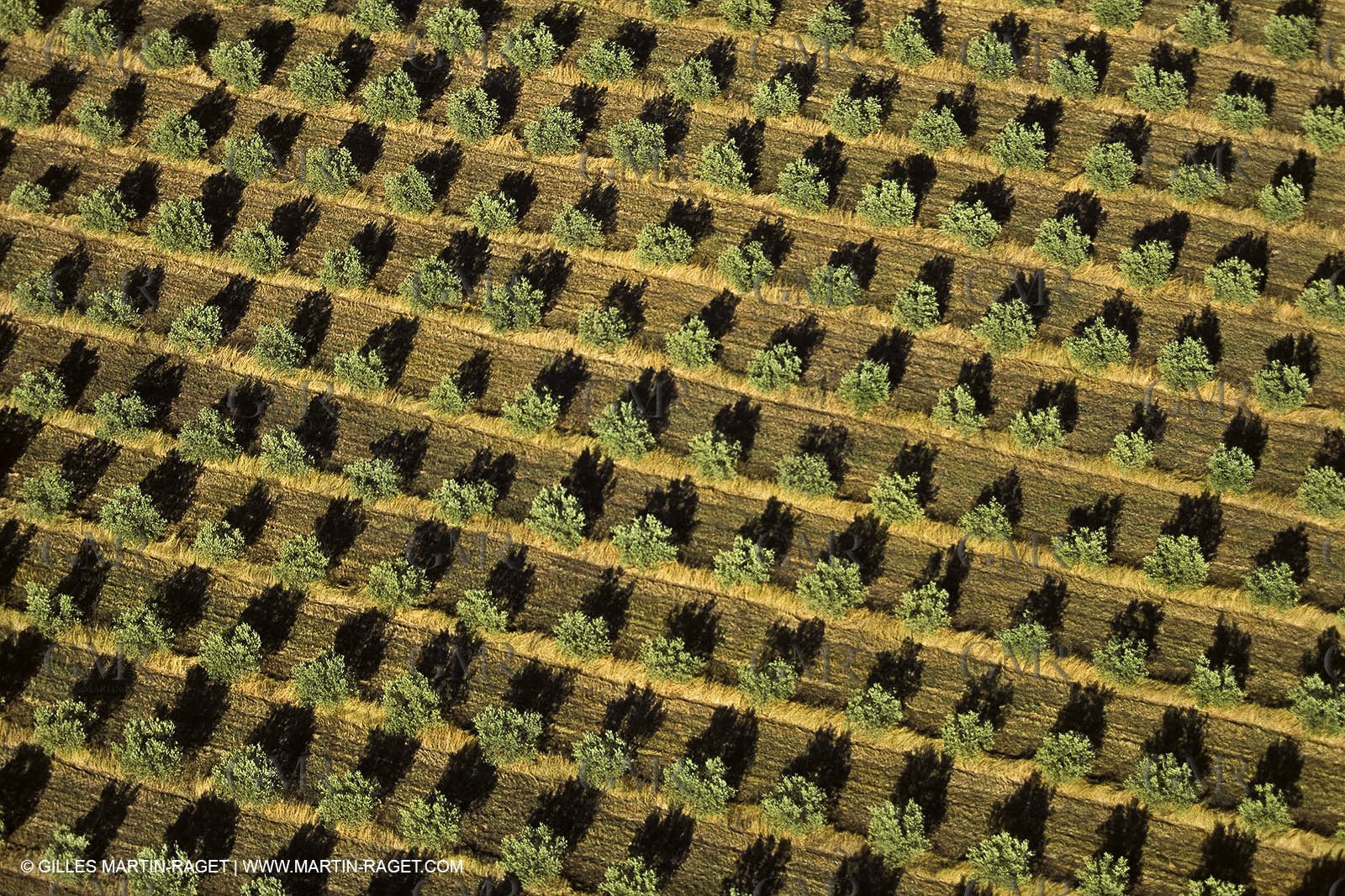 France, Provence, Oliviers, oliveraies, olive trees