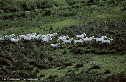 Camargue horses