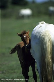 Chevaux de Camargue