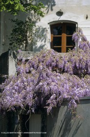 Les Alpilles, Saint Rémy de Provence, (FRA,13) - Glycine in Saint Rémy de Provence