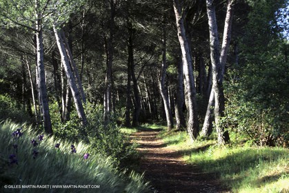 Paysages des Alpilles