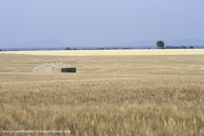 Corn and Wheat fields on Valensole Plateau in higher Provence (France)