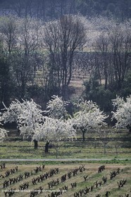 Luberon en hiver vers Saint Saturnin les Apts (FRA,84)