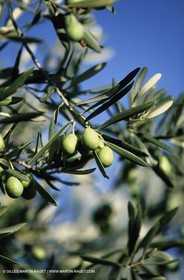 olive0116.jpg
