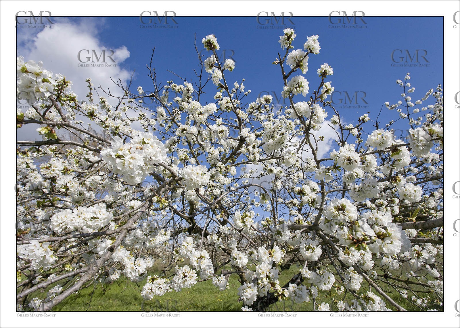 Cherry trees blooming