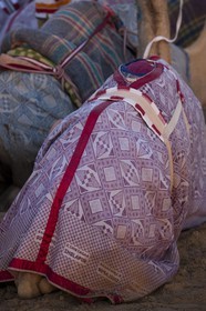 20 11 2010 - Dubai (UAE) - Camel races