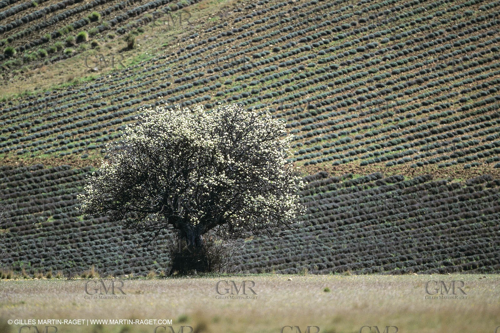 France, Provence, Paysages du Luberon, Luberon Landscapes