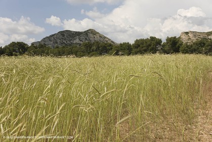 10 06 2008 - Arles and surroundings (FRA, 13) - Vincent Van Gogh south