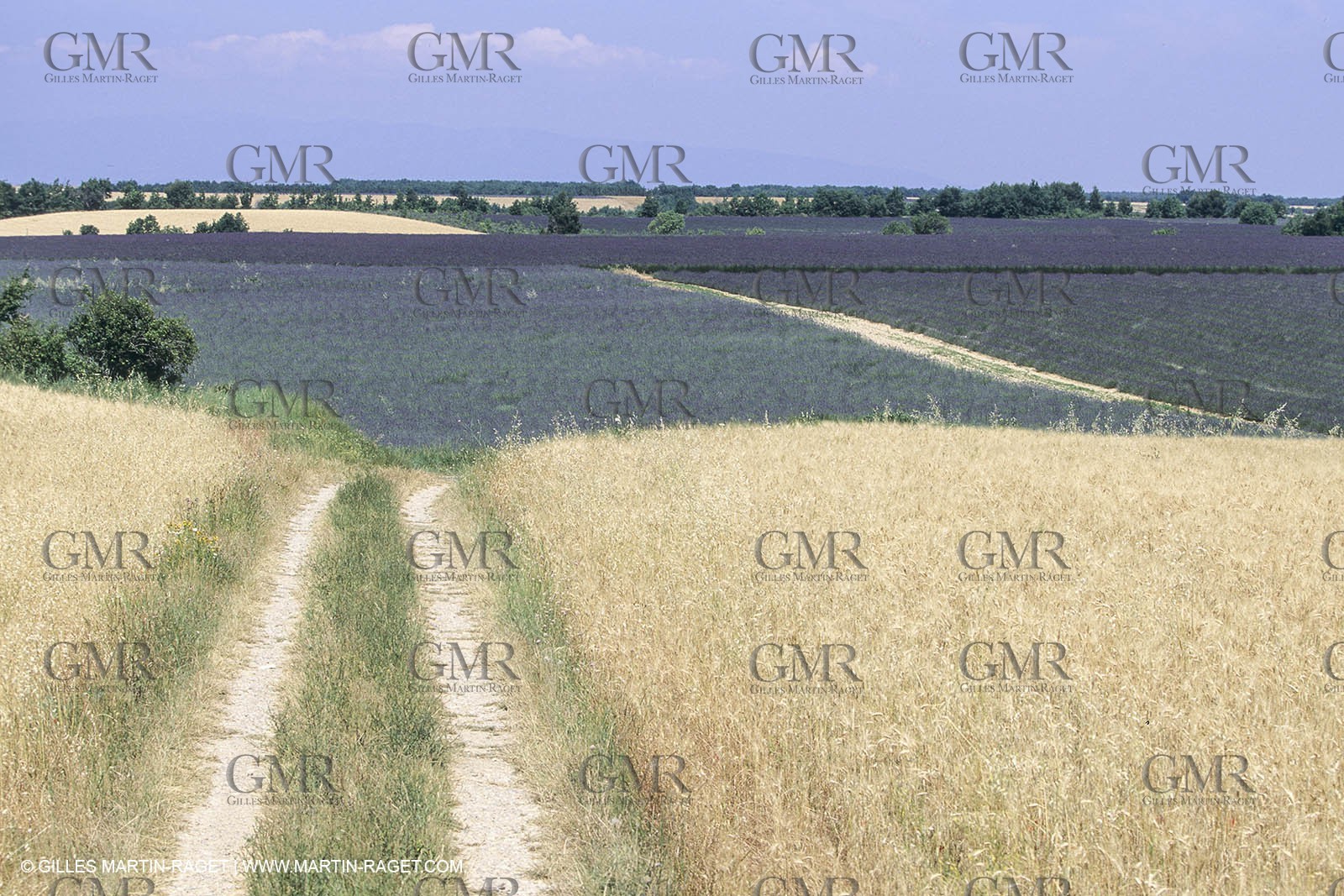 Corn and Wheat fields on Valensole Plateau in higher Provence (France)