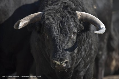 19 04 2011 - Arles (FRA,13) - Easter Feria toros