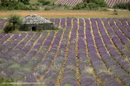 Lavander fields