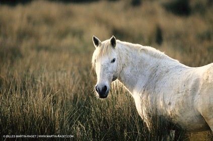 2000-2010- Arles - Les Saintes Maries de la mer (FRA,13) - Camargue horses