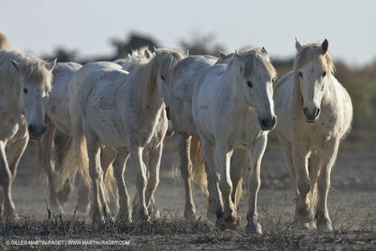 18 04 2011 - Les Saintes Maries de la Mer - Camargue white horses