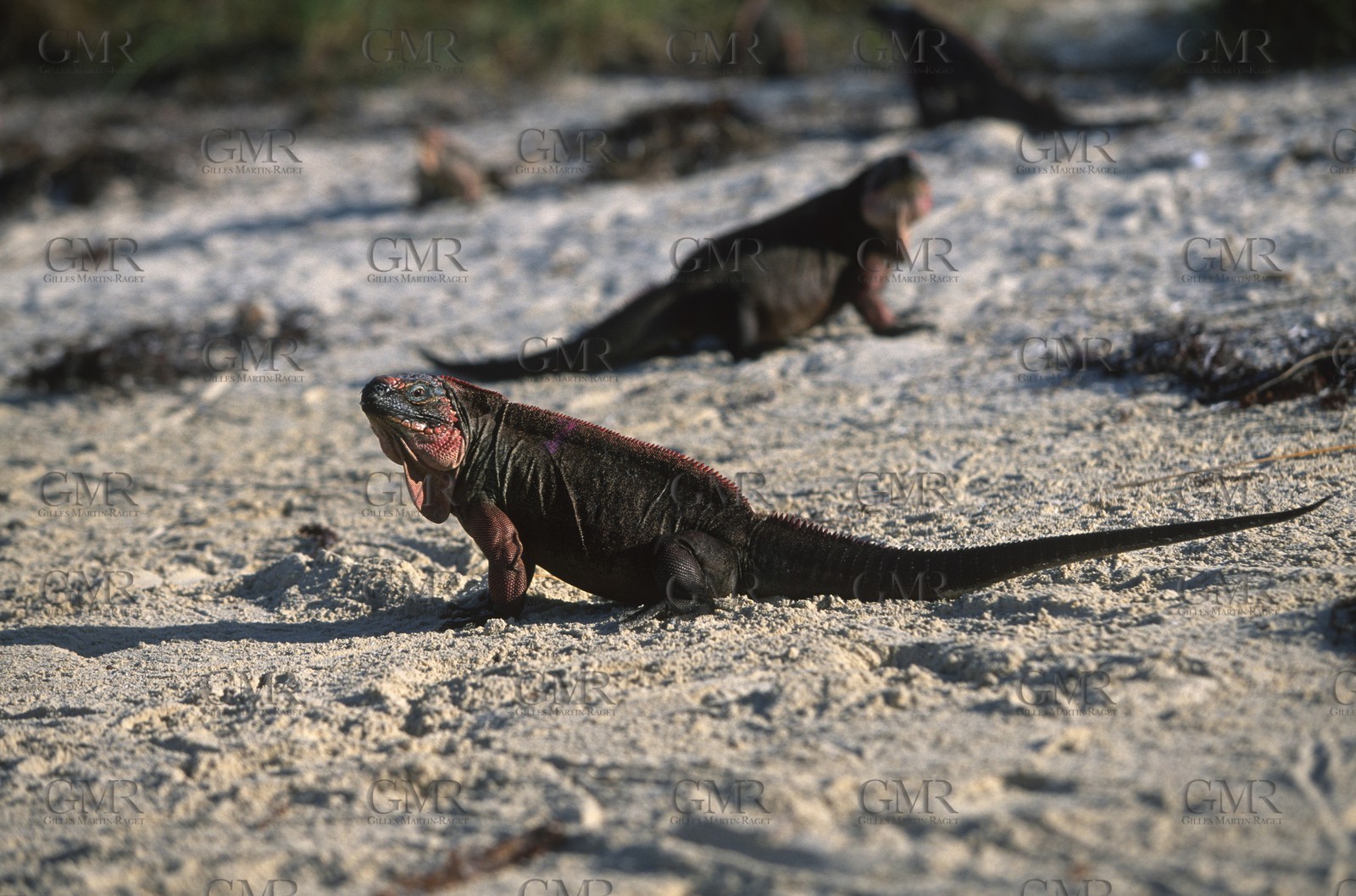 Destinations - USA - Bahamas