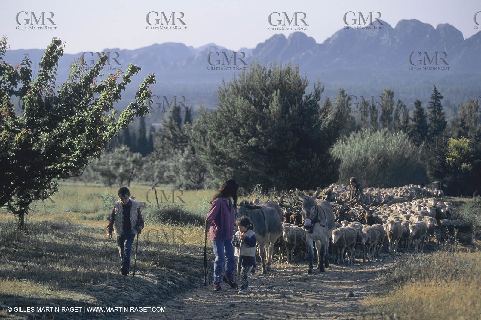 France, Provence, Moutons, bergers, élevage, transhumance