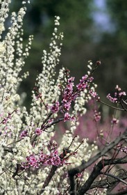 Luberon, Vaucluse (FRA,84) - Arbres fruitiers en fleur