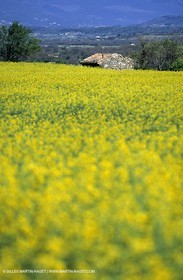 Alpilles (FRA,13), Champs de colza