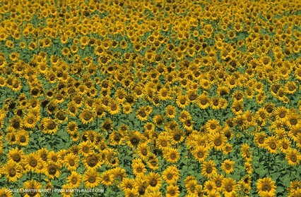 Alpilles (FRA,13) - Champs de tournesols