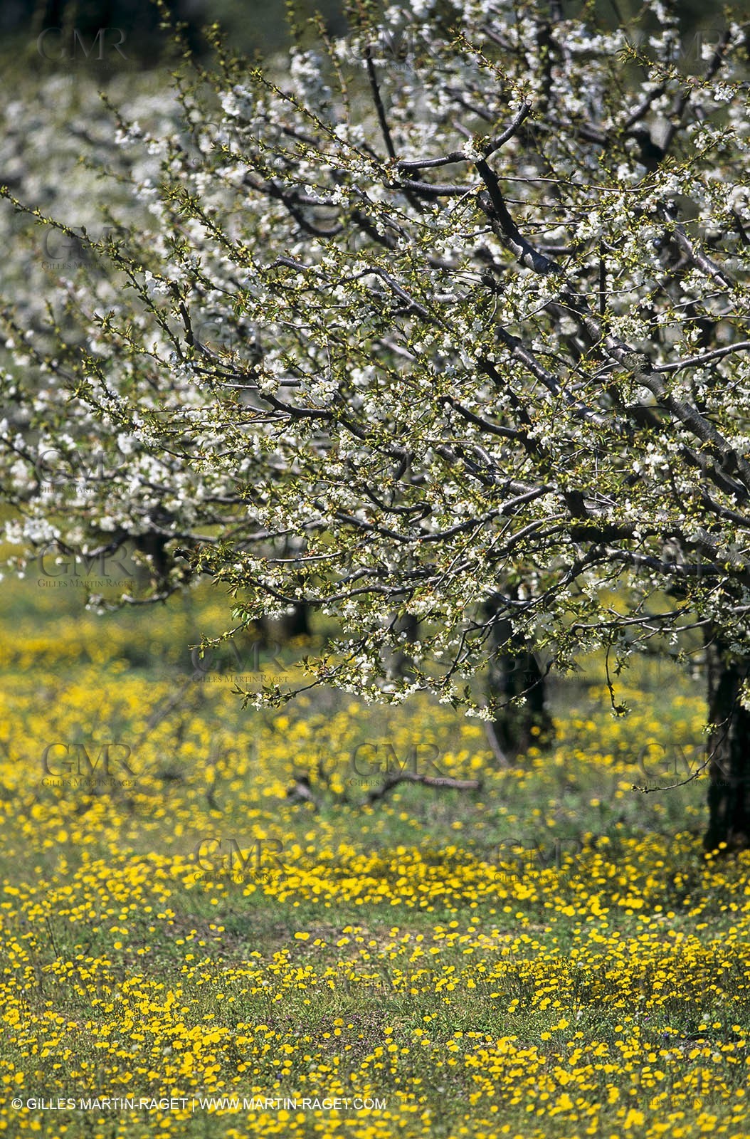 Luberon (Fra,84), blooming cherry trees