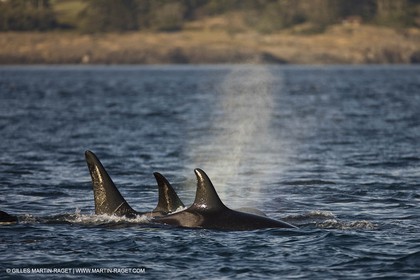 Animaux marins