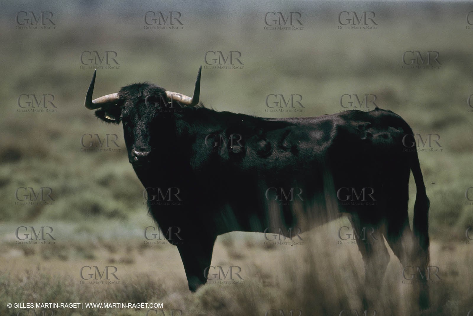 France, Provence, Course libre