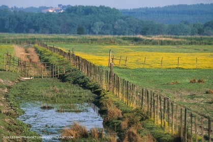 Camargue (FRA,13) - Petite Camargue