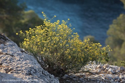 03 05 2009 - Marseille (FRA, 13) - Les Calanques - Port Pin