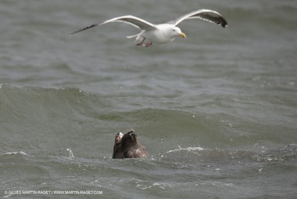 09 09 2013 - San Francisco (USA,CA) - 34th America's Cup - Superyacht Regatta