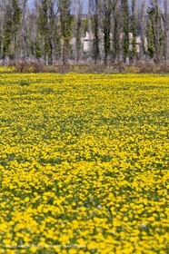 16 03 2008 - Saint Rémy de Provence (FRA, 13) - Alpilles hills landscapes - Dandelion field