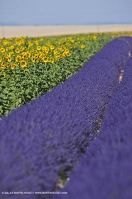 27 06 2011 - Valensole (FRA, 04) - Lavander fields