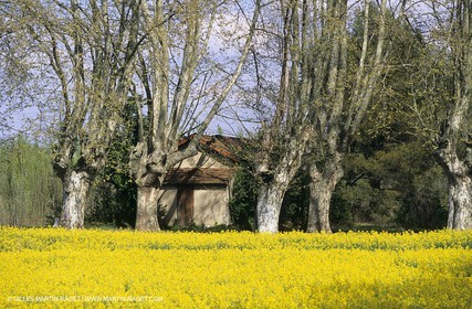 Alpilles (FRA,13), Champs de colza