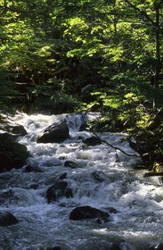 Patagonia