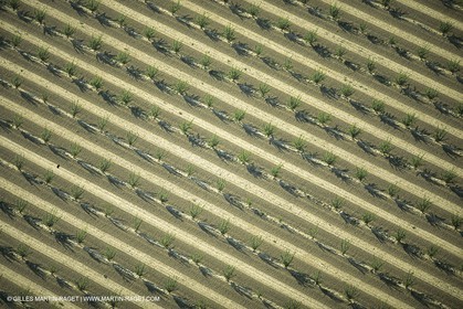 France, Provence, Agriculture