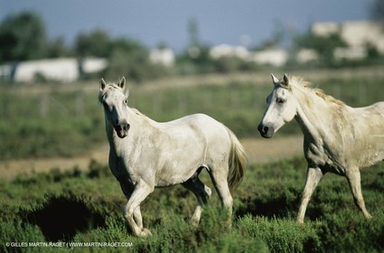 2000-2010- Arles - Les Saintes Maries de la mer (FRA,13) - Chevaux race Camargue