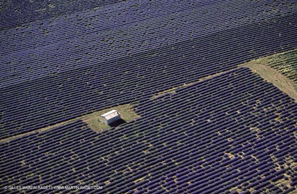 lavander fields , 2005  , Valensole plateau