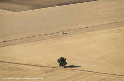 Juin 2005, Valensole (FRA,04) - Champs de lavandes