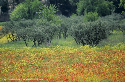 2000-2010- Les Alpilles (FRA,13) - Poppy fields