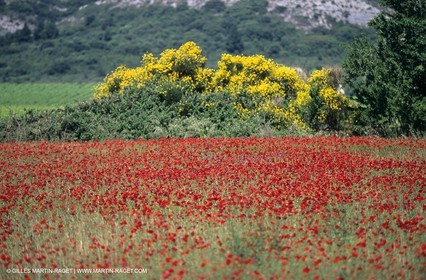 2000-2010- Les Alpilles (FRA,13) - Poppy fields