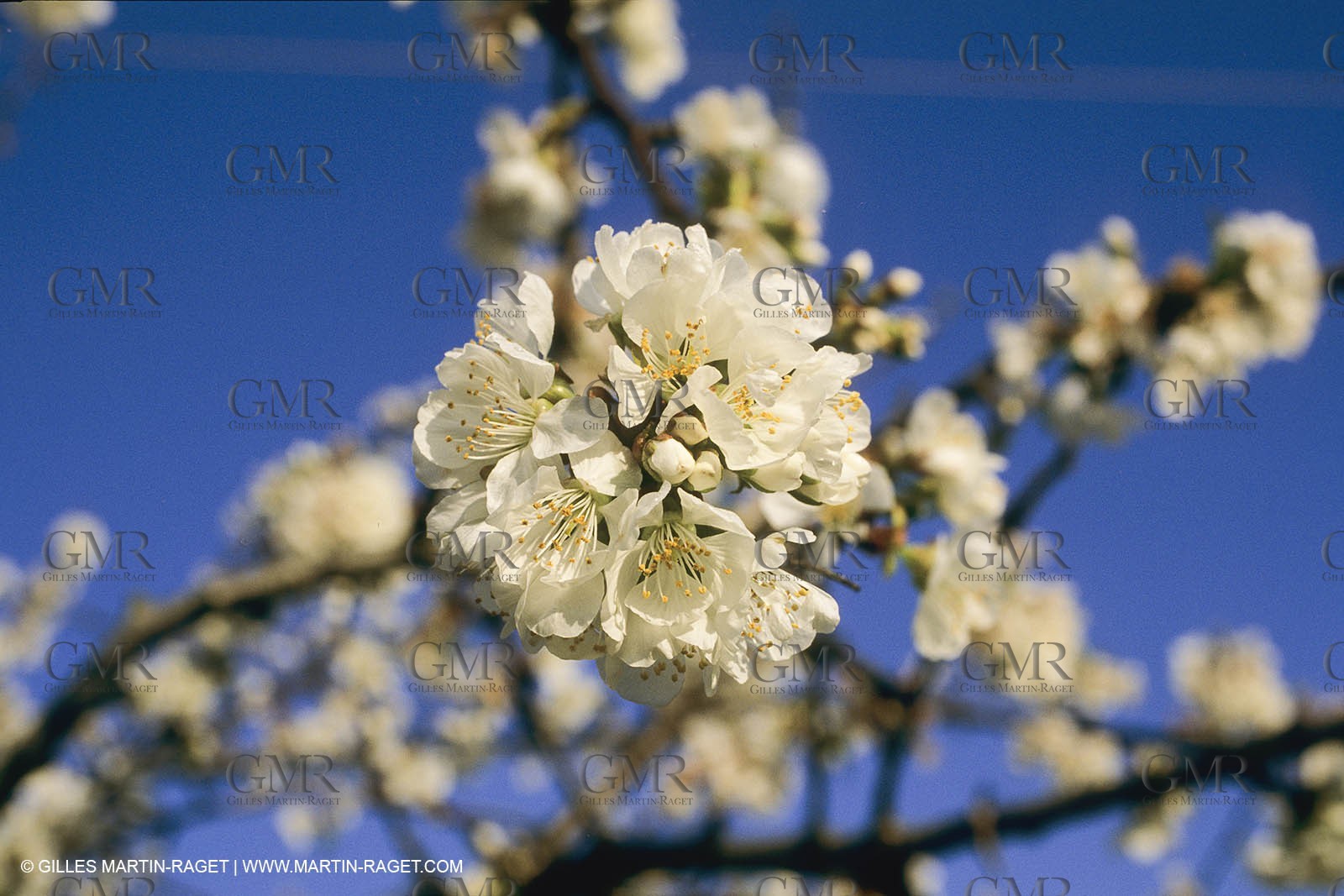 France, Provence, Arbres fruitiers en fleur   Spring bloom
