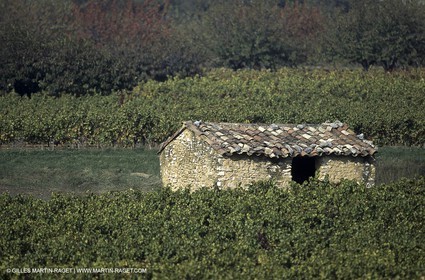 Luberon (Fra,84) - Vineyards cants