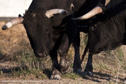 09 04 2011 - Arles (FRA,13) - Elevage de Taureaux de combat en Camargue